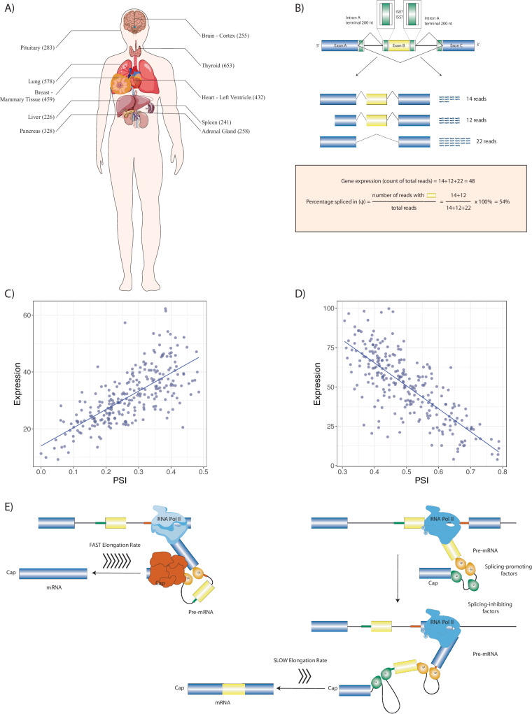 Alternative splicing is coupled to gene expression in a subset of variably expressed genes.