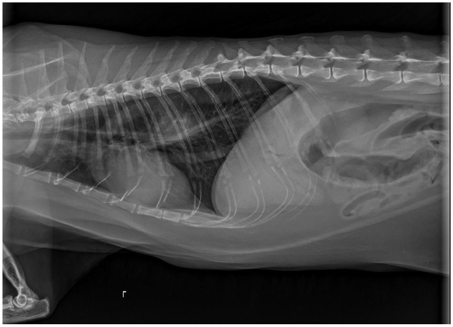 Transendoscopic laser ablation of an esophageal plasma cell tumor in a cat.