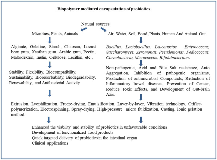 Biopolymer encapsulation for improved probiotic delivery: Advancements and challenges.