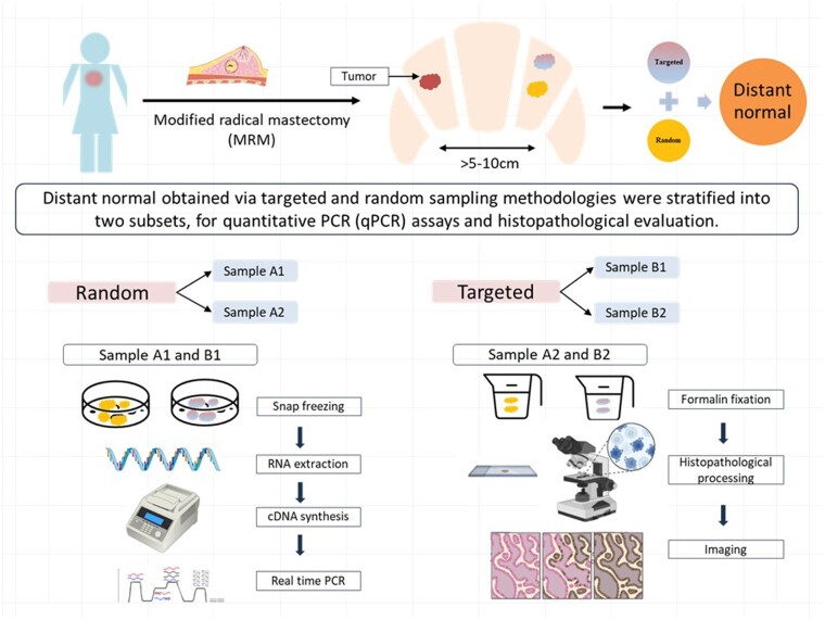 Enhancing negative control selection: A comparative analysis of random and targeted sampling techniques for obtaining High-Quality RNA from normal breast tissue.