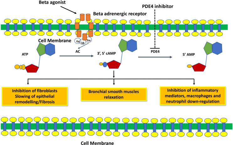 PDE4 Inhibitors and their Potential Combinations for the Treatment of Chronic Obstructive Pulmonary Disease: A Narrative Review.