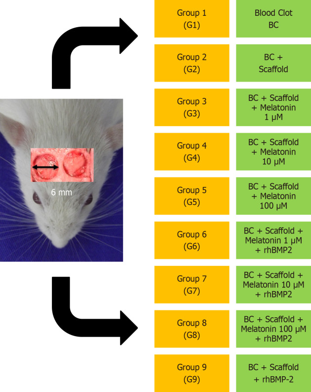 Gene expression analysis of cytokines and MMPs in melatonin and rhBMP-2 enhanced bone remodeling.