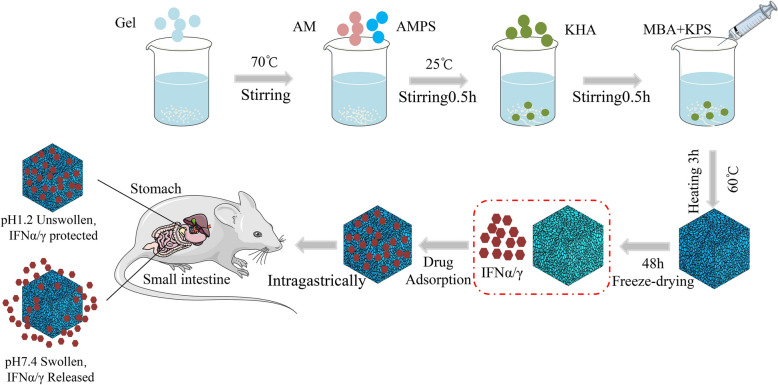 A pH-triggered self-releasing humic acid hydrogel loaded with porcine interferon α/γ achieves anti-pseudorabies virus effects by oral administration.