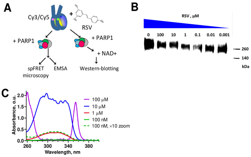 Resveratrol Inhibits Nucleosome Binding and Catalytic Activity of PARP1.