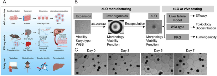 A novel strategy for treating acute liver failure: encapsulated proliferating human hepatocyte organoids.
