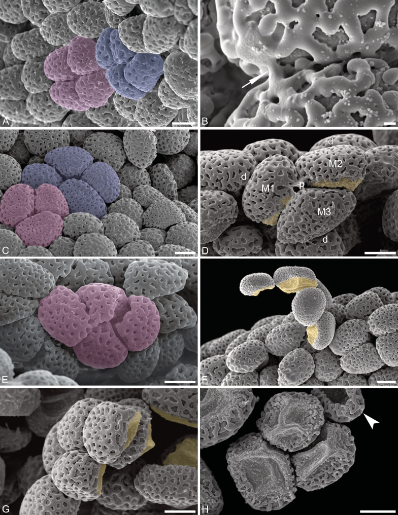 Proximal aperture in Cephalanthera longifolia (L.) Fritsch (Orchidaceae) pollen: a rare germination site for angiosperms.