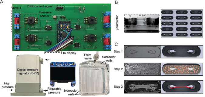 Cardiac organ chip: advances in construction and application.