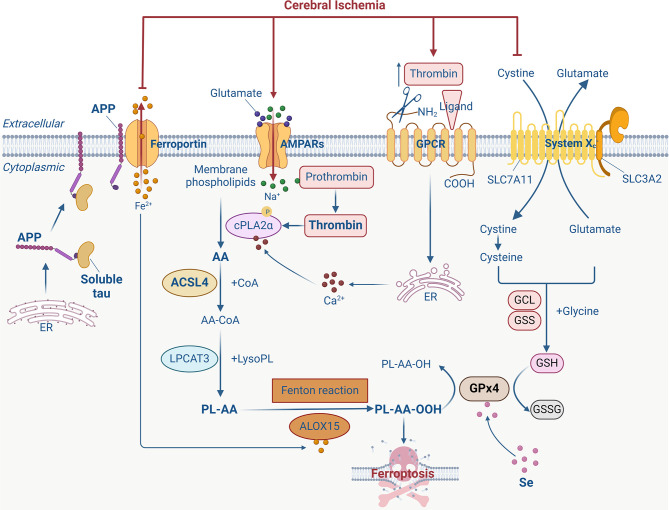 Ferroptosis in ischemic stroke: Animal models and mechanisms.