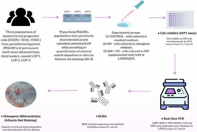 1,25(OH)2D3 increase osteogenic potential of human periodontal ligament cells with low osteoblast potential.