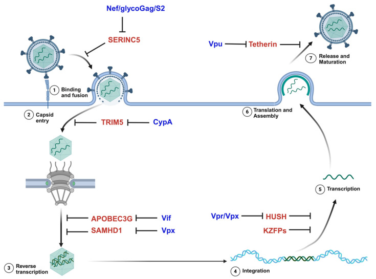 piRNA Defense Against Endogenous Retroviruses.