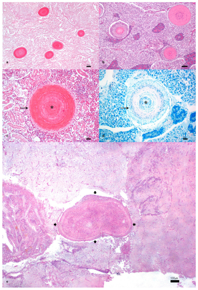 Systemic Granulomatosis in the Meagre <i>Argyrosomus regius</i>: Fishing for a Plausible Etiology.
