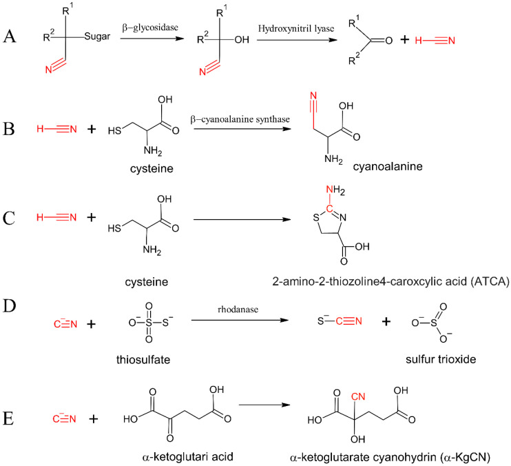 Cyanide and Cyanogenic Compounds-Toxicity, Molecular Targets, and Therapeutic Agents.