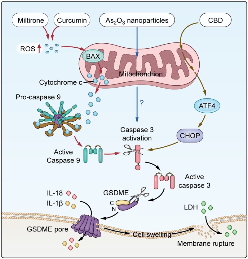 Gasdermin E mediates pyroptosis in the progression of hepatocellular carcinoma: a double-edged sword.