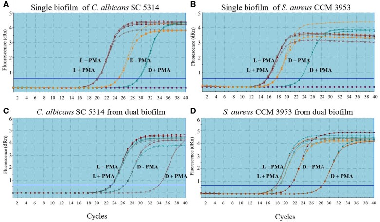 Practical application of PMA-qPCR assay for determination of viable cells of inter-species biofilm of <i>Candida albicans-Staphylococcus aureus</i>.