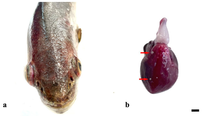 Systemic Granulomatosis in the Meagre <i>Argyrosomus regius</i>: Fishing for a Plausible Etiology.