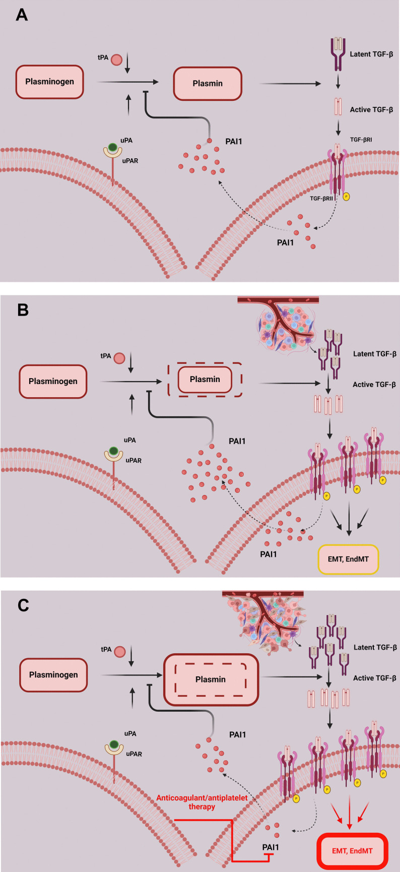 A possible role of plasmin-dependent activation of TGF-β in cancer-associated thrombosis: Implications for therapy.