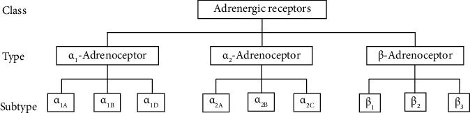 The β<sub>3</sub>-Adrenergic Receptor: Structure, Physiopathology of Disease, and Emerging Therapeutic Potential.