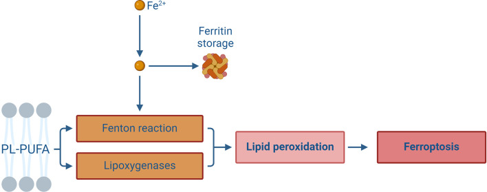 Ferroptosis in ischemic stroke: Animal models and mechanisms.