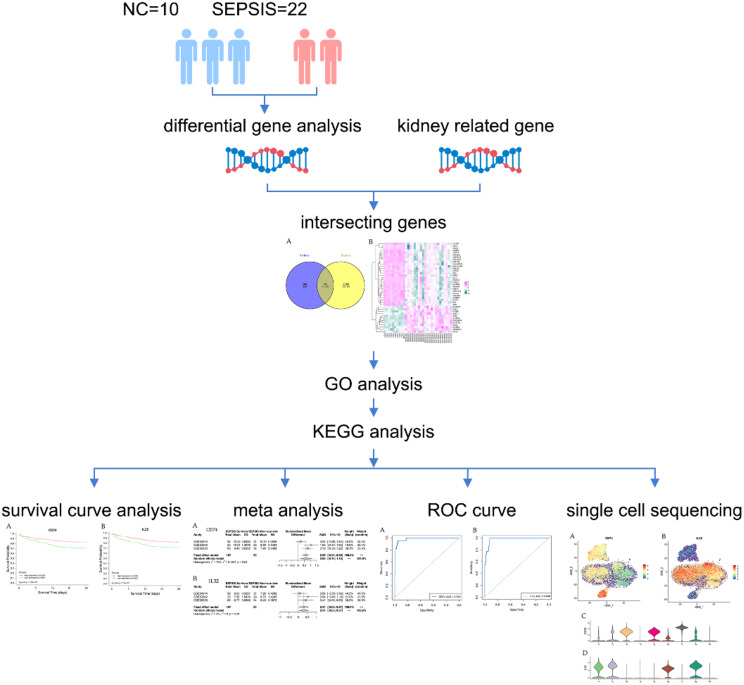 Identification of the key targets for sepsis-associated acute kidney injury by RNA sequencing combined with bioinformatics methods.