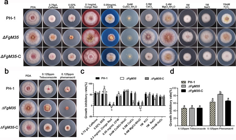 Correction: Zinc metalloprotease FgM35, which targets the wheat zinc-binding protein TaZnBP, contributes to the virulence of Fusarium graminearum.