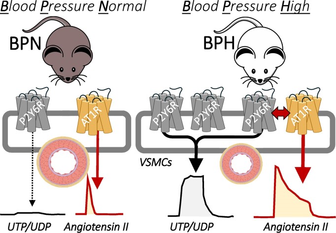 The P2Y6 Receptor as a Potential Keystone in Essential Hypertension.
