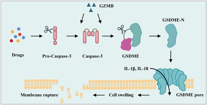 Gasdermin E mediates pyroptosis in the progression of hepatocellular carcinoma: a double-edged sword.