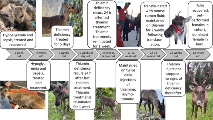 Suspected Case of Persistent Thiamin Deficiency in a Hand-Reared Caribou Calf.