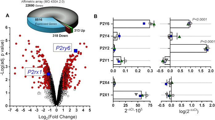 The P2Y6 Receptor as a Potential Keystone in Essential Hypertension.