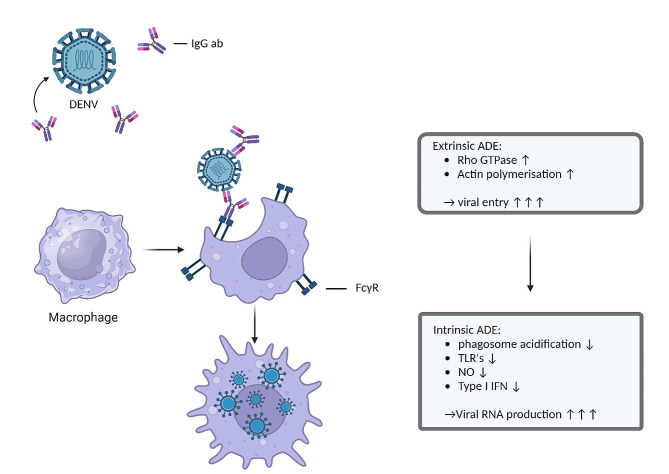 The role of antibody-dependent enhancement in dengue vaccination.