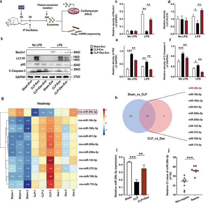 Dexmedetomidine regulates exosomal miR-29b-3p from macrophages and alleviates septic myocardial injury by promoting autophagy in cardiomyocytes via targeting glycogen synthase kinase 3β.