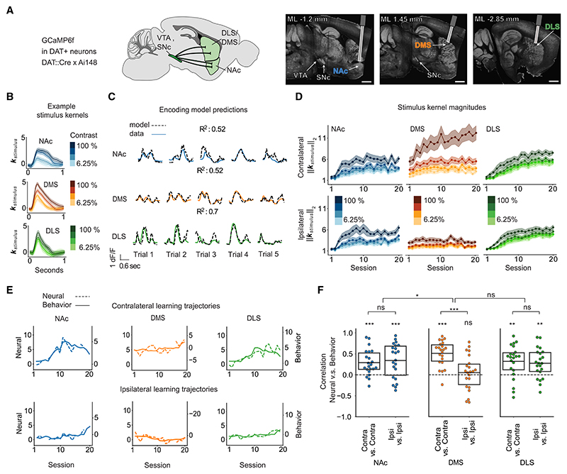 Pre-existing visual responses in a projection-defined dopamine population explain individual learning trajectories.
