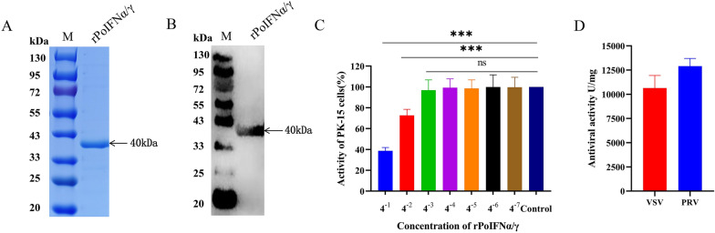 A pH-triggered self-releasing humic acid hydrogel loaded with porcine interferon α/γ achieves anti-pseudorabies virus effects by oral administration.
