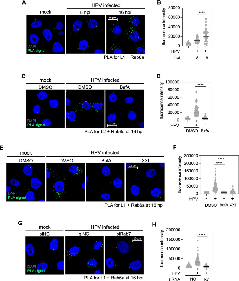 Rab6a enables BICD2/dynein-mediated trafficking of human papillomavirus from the <i>trans-</i>Golgi network during virus entry.