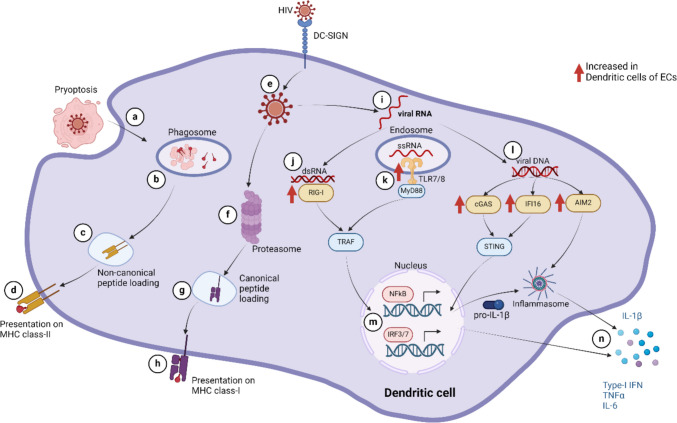 Innate Immune Cell Functions Contribute to Spontaneous HIV Control.