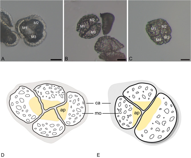 Proximal aperture in Cephalanthera longifolia (L.) Fritsch (Orchidaceae) pollen: a rare germination site for angiosperms.
