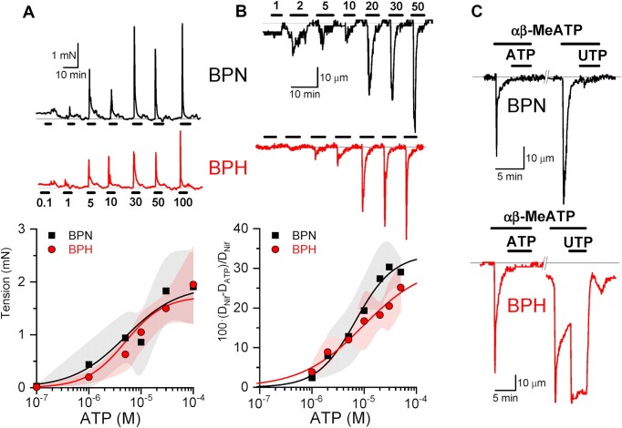 The P2Y6 Receptor as a Potential Keystone in Essential Hypertension.