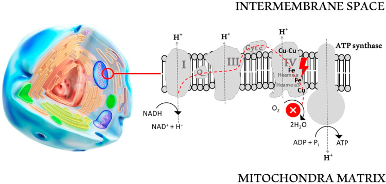 Cyanide and Cyanogenic Compounds-Toxicity, Molecular Targets, and Therapeutic Agents.