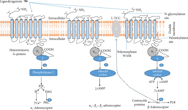 The β<sub>3</sub>-Adrenergic Receptor: Structure, Physiopathology of Disease, and Emerging Therapeutic Potential.