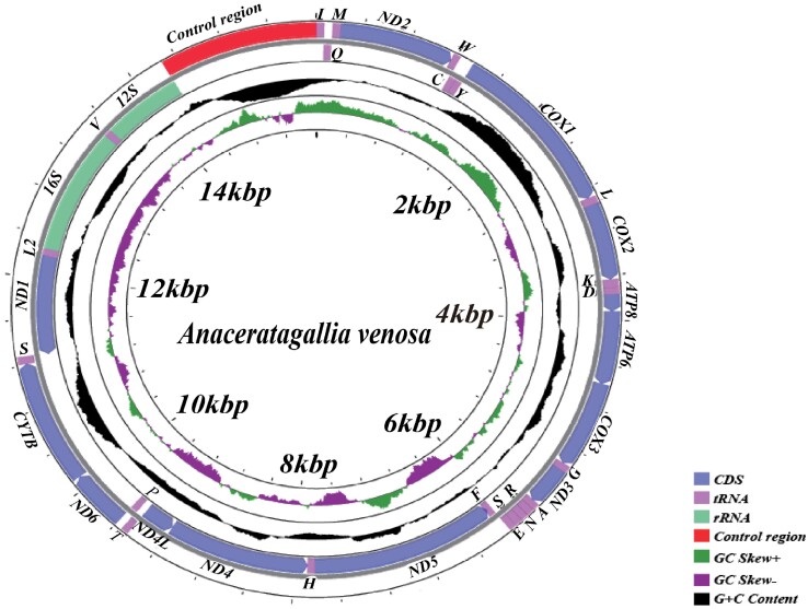 Description of mitochondrial genomes and phylogenetic analysis of Megophthalminae (Hemiptera: Cicadellidae).