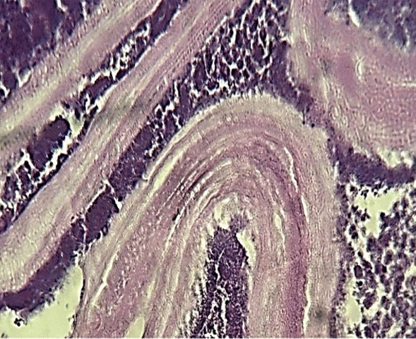Abstract Image