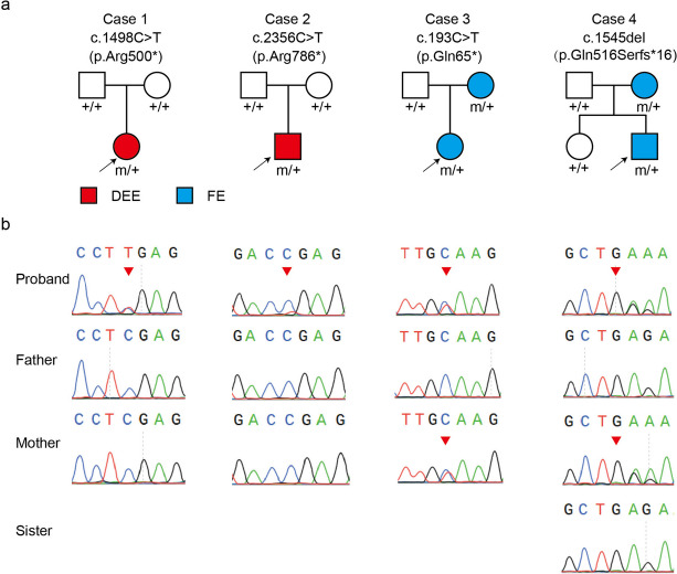 Variants of TSC1 are associated with developmental and epileptic encephalopathy and focal epilepsy without tuberous sclerosis : For the China Epilepsy Gene 1.0 Project.