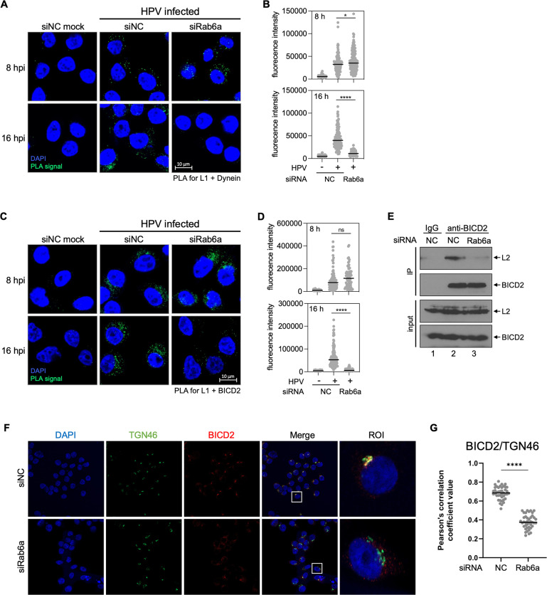 Rab6a enables BICD2/dynein-mediated trafficking of human papillomavirus from the <i>trans-</i>Golgi network during virus entry.