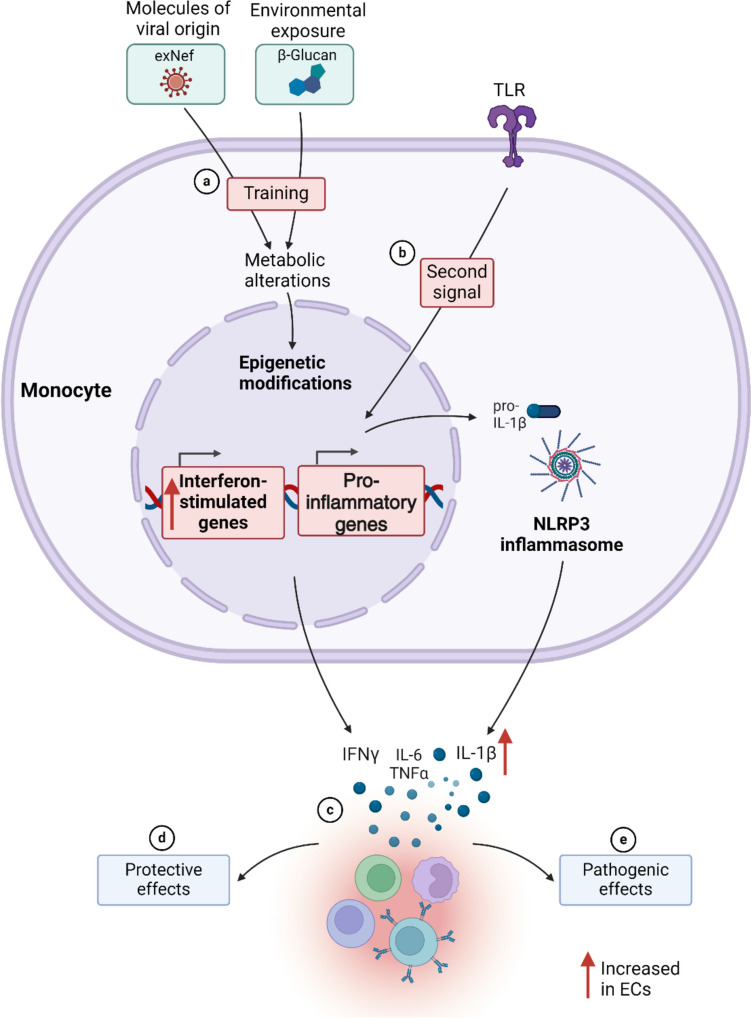 Innate Immune Cell Functions Contribute to Spontaneous HIV Control.