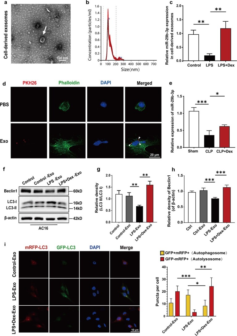 Dexmedetomidine regulates exosomal miR-29b-3p from macrophages and alleviates septic myocardial injury by promoting autophagy in cardiomyocytes via targeting glycogen synthase kinase 3β.