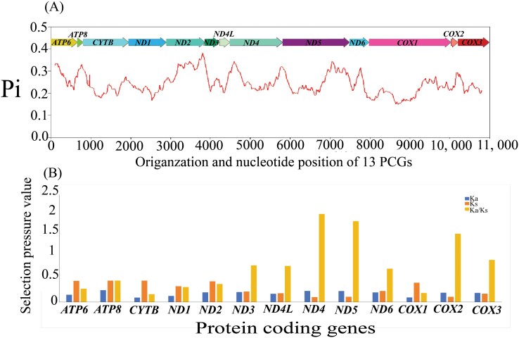Description of mitochondrial genomes and phylogenetic analysis of Megophthalminae (Hemiptera: Cicadellidae).