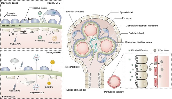 Nanomedicine embraces the treatment and prevention of acute kidney injury to chronic kidney disease transition: evidence, challenges, and opportunities.