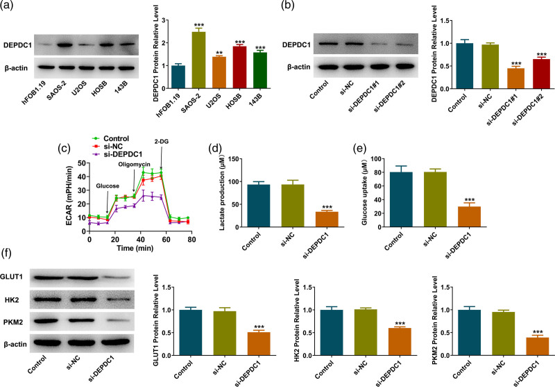 DEPDC1 affects autophagy-dependent glycolysis levels in human osteosarcoma cells by modulating RAS/ERK signaling through TTK.