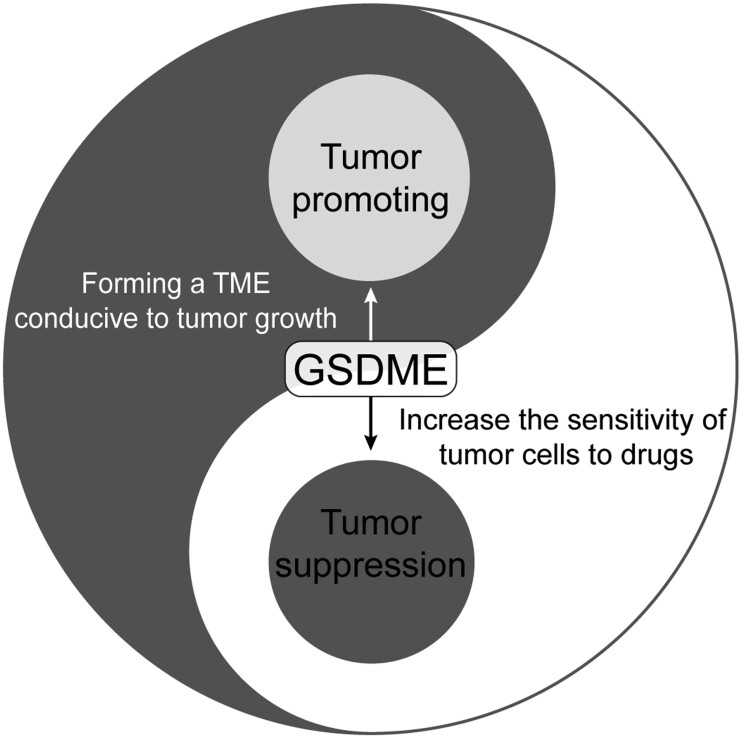 Gasdermin E mediates pyroptosis in the progression of hepatocellular carcinoma: a double-edged sword.