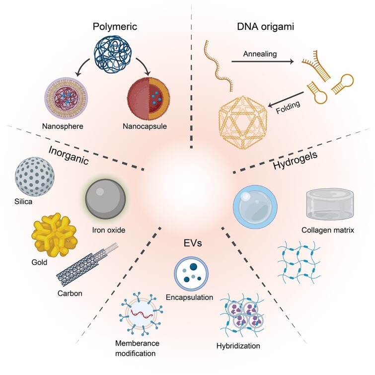Nanomedicine embraces the treatment and prevention of acute kidney injury to chronic kidney disease transition: evidence, challenges, and opportunities.