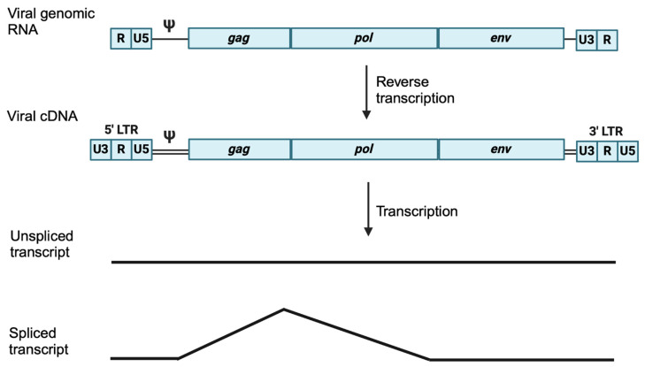 piRNA Defense Against Endogenous Retroviruses.